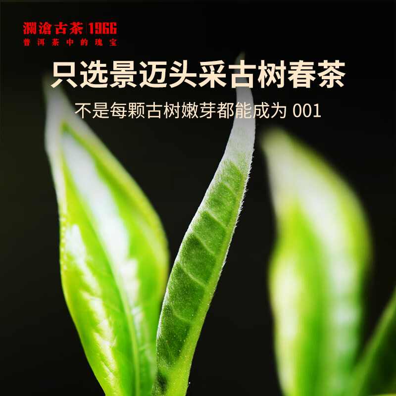 澜沧古茶叶普洱生茶 2022年云南普洱001全家福景迈古树茶茶叶925g