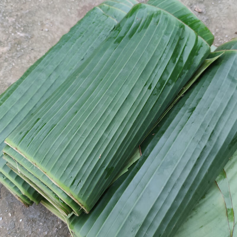 广西芭蕉叶香蕉叶新鲜现摘3/5斤香叶粽子糍粑菜肴摆盘糕点 蕉叶5斤