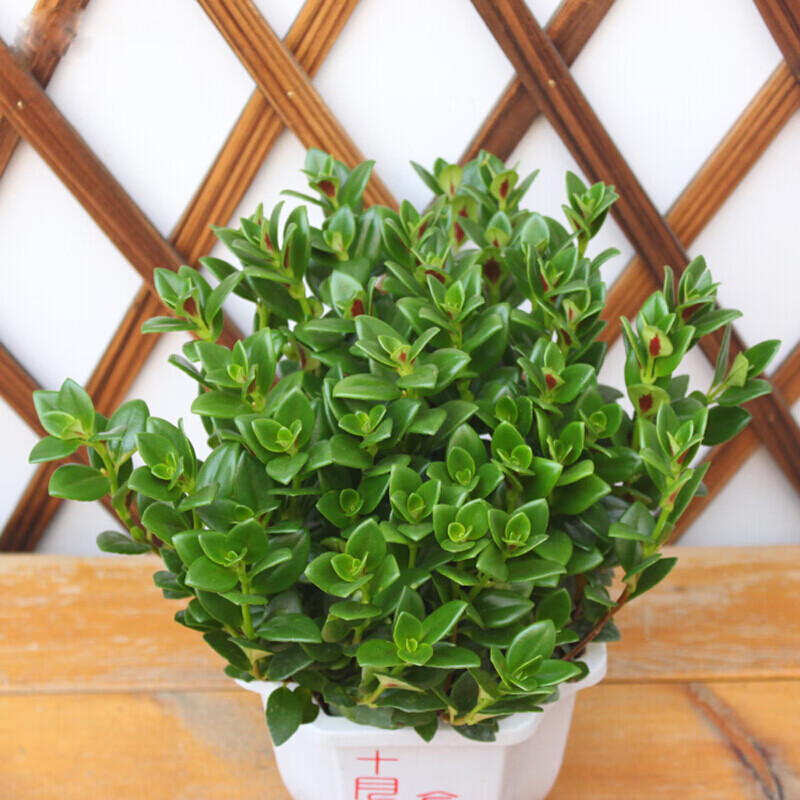 春枝韵客厅室内垂吊兰植物绿植盆栽花卉满天星盆栽