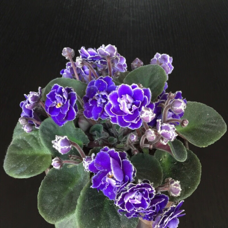 重瓣非洲堇紫罗兰盆栽带花办公室内好养开花喜阴花卉植物好物 婚礼