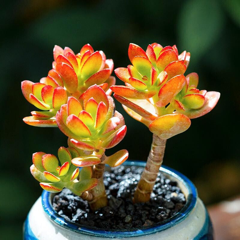 森岳姬红花月红叶玉树多头群生多肉植物盆栽肉肉新手植物办公室创意