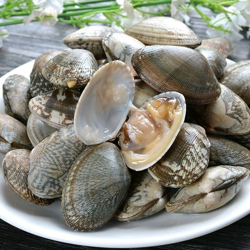 新鲜无沙花甲花蛤鲜活蛤蜊花蚬子杂色蛤海鲜鲜活水产批发青封铭无沙