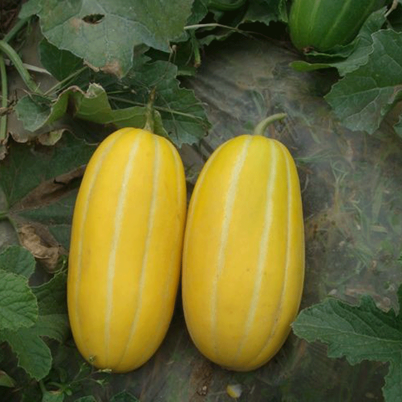 黄皮甜瓜黄甜瓜黄金蜜脆甜早熟高产黄皮薄皮香瓜 10斤【图片 价格