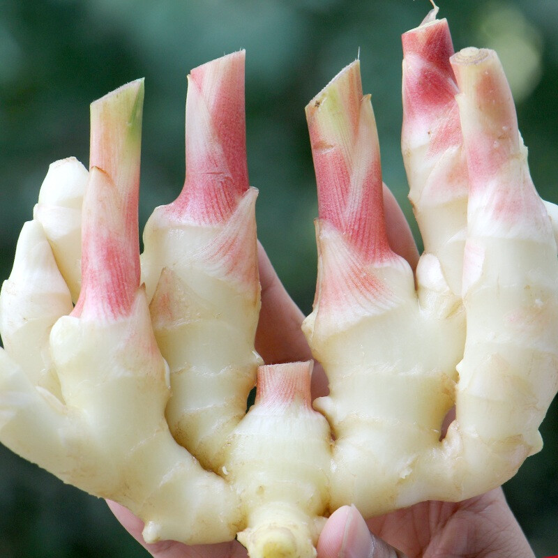 现挖广西农家嫩仔姜当季新鲜蔬菜醋泡姜小仔姜嫩姜生姜芽子姜5斤 1500