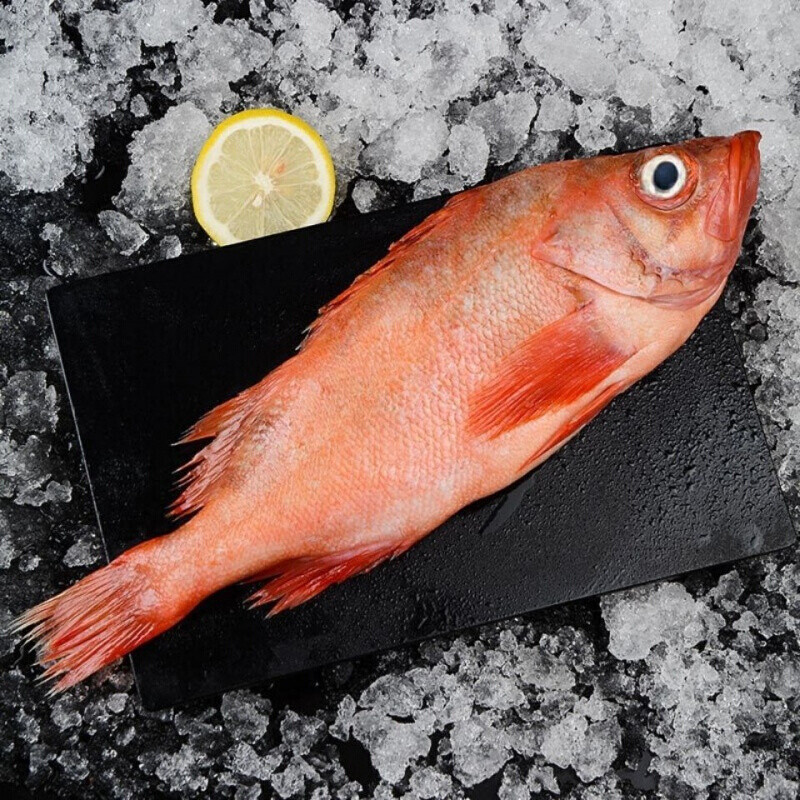 棠鲜生红石斑鱼整条大龙胆鱼富贵鱼红鱼深海鱼海鲜水产1条装