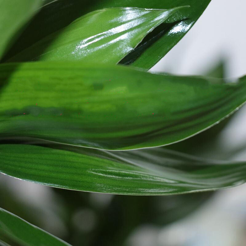 绿植室内居家摆放花卉水培植物盆栽绿色观叶植物观音竹3棵不含瓶