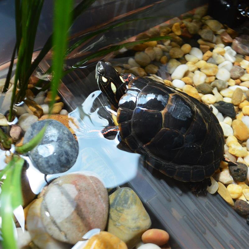 宝宠派乌龟缸带晒台饲养专用鱼缸巴西龟盒养龟箱别墅养殖盆小大型家用