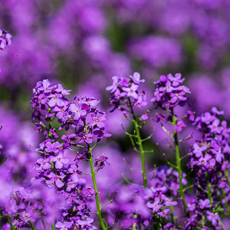 農民老史藍香芥種子藍色油菜花歐亞香花芥草本花種籽花海庭院綠化盆栽