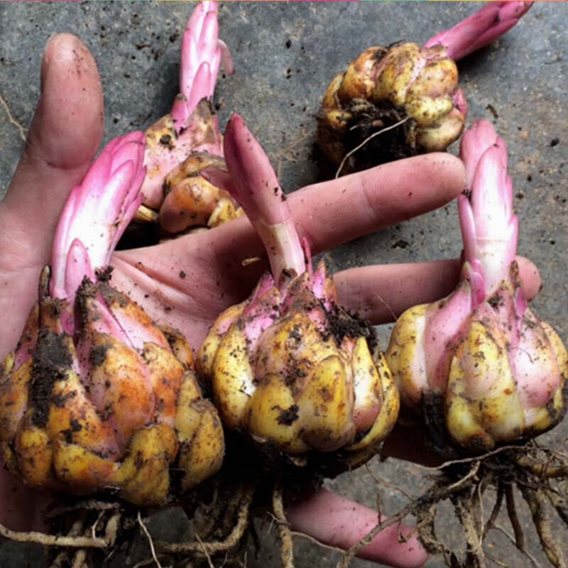 乾林轩百合花种球 带芽香水百合种球 百合花种子球根百合花卉百合植物