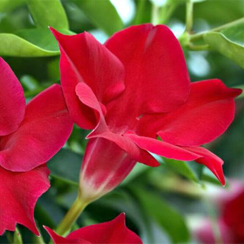 森岳 万里飘香藤花苗法国香水藤茉莉花卉绿植盆栽 红飘香藤 45-65cm