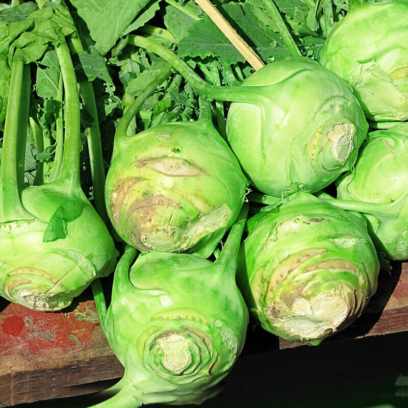 新鲜苤蓝菜农家自种芥菜疙瘩芥蓝大头菜蔬菜精选5斤