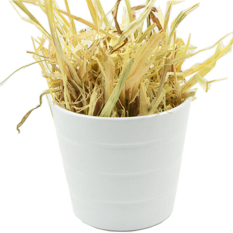 澳洲黄金燕麦草 兔兔荷兰猪豚鼠龙猫干草替代提摩西草 200g