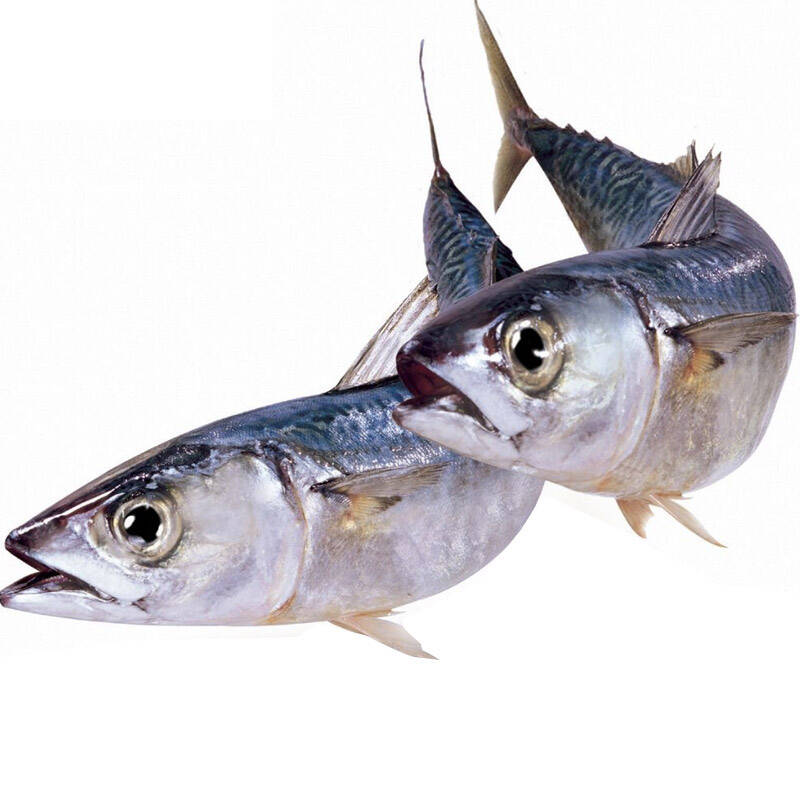 买10送1 挪威进口冰鲜青花鱼350-500g整条 清蒸红烧海鱼 煎烧烤上品