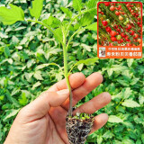 寿禾 南方蔬菜种苗各种春季菜苗苗子 粉贝贝苗 6棵