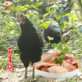 乡水洞天[武陵源馆] 乡水洞天 散养老土鸡艾草鸡跑山鸡 6-8个月 艾草母鸡