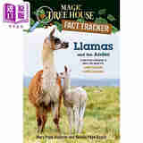 Magic Tree House Fact Tracker 43 Llamas and the Andes 神奇树屋小百科43 英文原版 章节书 Mary Pope Osborne
