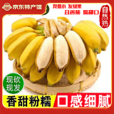 集年鲜广西香蕉小米蕉现发新鲜采摘热带水果小芭蕉软糯香甜丑拇指萌香蕉 净重 4.5斤 精选