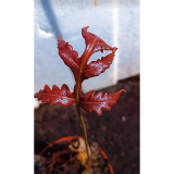 基地直销蕨类植物老桩熟桩异形蕨多头连体蕨船型蕨大头小头蕨盆栽 1棵蕨苗 带盆栽好