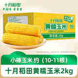 十月稻田 黄糯玉米2kg 东北粘玉米 小穗玉米 箱装