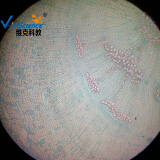 维克科教显微镜配件 药用植物 丹参根横切 高等教育使用教学切片标本（可单买） 丹参根横切 5片装