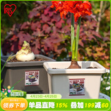 爱丽思（IRIS）花盆种球圆形花卉盆栽植物爱丽丝球根盆阳台塑料树脂朱顶红绿植盆 方形暖米色【7.6L】