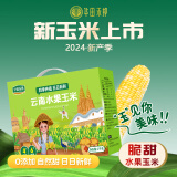 华田禾邦零0添加云南水果玉米4斤（8-12根）甜黏玉米棒粒 早餐 杂粮礼盒