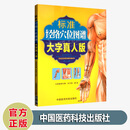 标准经络穴位图谱大字真人版/人体穴位图人体经络穴位图解书使用手册中医针灸按摩快速取穴彩图版