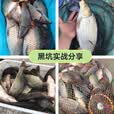 寻渔者秒粘豆鲤鱼粘麻团颗粒黑坑滑口鱼偷驴回锅鱼秒黏皮筋颗粒大麦红薯 秒沾豆(大麦红薯味)1瓶/220粒