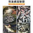 威拓森（weituosen）酒米打窝米野钓窝料鲫鱼老坛维他米钓鱼饵料鱼饵 红虫型（红大米）800克