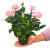 玫瑰花苗特大花带花苞物盆栽月季蔷薇室内外阳台四季 香水美人（一盆3-5棵，月月开， 带盆栽好