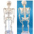 钢骑士 85cm人体骨骼模型 全身骨架人体模型小骷髅教学模型脊椎模型 85CM立式骨骼附神经及单侧着色 