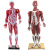 动力瓦特 人体肌肉模型 医学艺用人体肌肉教具 QH3324-5迷你肌肉人模型 