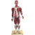 动力瓦特 人体肌肉模型 医学艺用人体肌肉教具 QH3324-5迷你肌肉人模型 