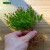 山头林村苔藓微景观DIY材料 网纹草单颗植物鲜活绿植生态缸水陆缸造景蕨类 土培-旺来小菠萝
