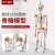 钢骑士 85cm人体骨骼模型 全身骨架人体模型小骷髅教学模型脊椎模型 85CM悬挂式骨骼神经着色及韧带 