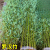 花友竹子苗庭院室外耐寒植物北方观赏竹子盆栽紫竹苗黄金竹罗汉竹绿植 （丛生）40棵凤尾竹高1.5-1.7m