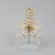 七格匠骨盆带五节中型腰椎腿骨模型 pvc人体骨骼模型脊柱腰椎