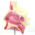 ENOVO颐诺人体医学鼻腔解剖模型 耳鼻喉呼吸科鼻腔内窥镜鼻子模型耳鼻咽喉头颈外科学医学医生培训教学