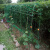 柯必达黄瓜架子爬藤架园艺葡萄架拱形爬藤植物支架攀爬架豆角架丝瓜网架 1.8米套件 长1.8米*高1.8米  大