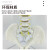 人体脊柱模型1:1成人医学正骨练习骨骼模型颈椎腰椎脊椎骨架模型 80cm可弯曲脊柱骨