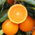 臻瀚伯农赣州脐橙精品果新鲜江西橙子多汁 精品脐橙 5斤65-70（净重4.5斤）