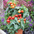 矮生番茄种子四季易种活盆栽苗秧可食用水果室内外阳台蔬菜籽大全 五彩椒100粒+生根肥