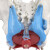 可活动 女性骨盆肌肉模型及盆底肌模型子宫盆骨分娩助产教学模型 男性骨盆附两节腰椎 送底座和支架