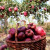 紫玉环正宗现摘甘肃花牛粉面沙甜当季红蛇苹果老人婴儿刮泥果 净重4.8-5斤小果