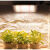 植物生长灯仿太阳光多肉上色大棚蔬菜花绿植led防水补光灯 太阳光200W+1.5米开关线