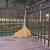 竹老式扫帚农村竹丝庭院笤帚扫把户外环卫通用大老式扫院子 布扎竹丝