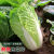 夏阳大白菜种子夏季专用白菜籽50天早熟抗热耐高温蔬菜农家孑 精品包装2包约1000粒 夏阳大白菜种子(耐高温38度)