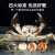 【活蟹】俏阳澄大闸蟹 全母蟹 2.3-2.5两 8只 鲜活螃蟹礼盒现货实物