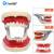 牙科模型 种植 修复 讲解 教学 牙模型 备牙 正畸模型 口腔模型 5#种植体模型