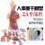 山顶松 内脏模型玩具 人体躯干解剖模型 器官可拆卸 医学教学心脏 85CM两性躯干（可拆23件）